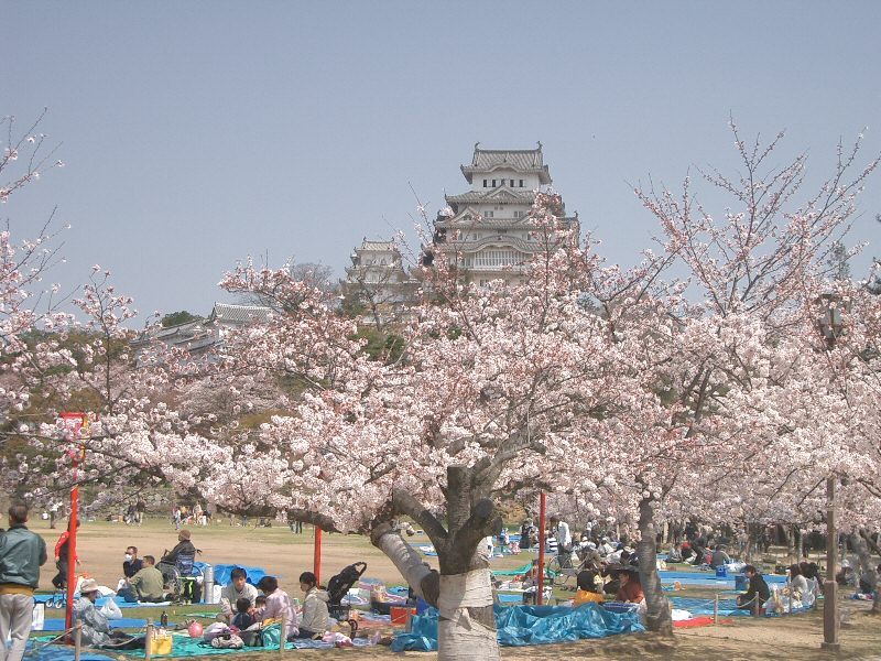 Cherry Blossoms around Himeji Castle